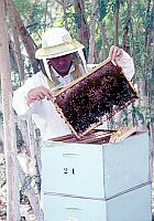 A Beekeeper At Work